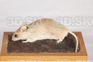 Mouse-Mus musculus 0002